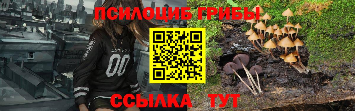 Можга  Галлюциногенные грибы Psilocybe  Вход с VPN 
